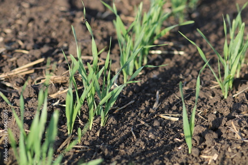 Young green cereal, wheat plant growing in row