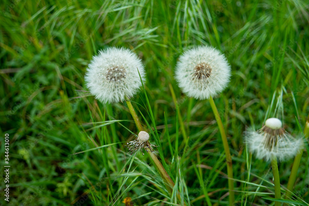 2 Dandelions in a field of green grass close up shot early summer 2 Dandelions in a field of green grass close up shot early summer