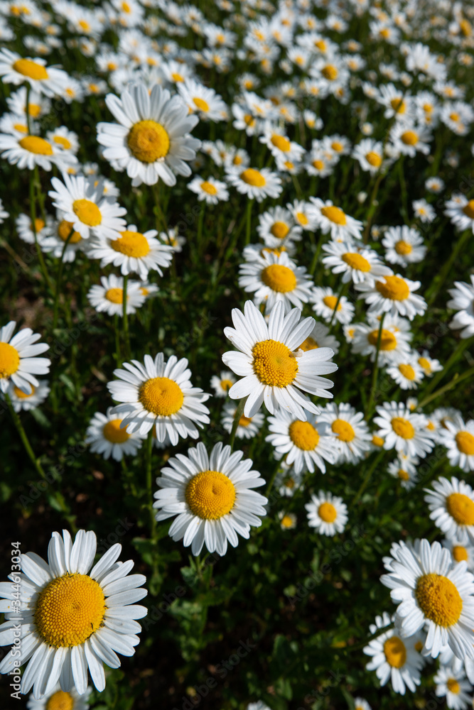 Small field of Chamomile flowers in full bloom on a grassy field in early summer Small field of Chamomile flowers in full bloom on a grassy field in early summer