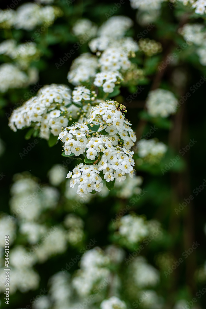 Small white bloomed Yarrow flowers on a branch in early summer close up shot shallow depth of field Small white bloomed Yarrow flowers on a branch in early summer close up shot shallow depth of field