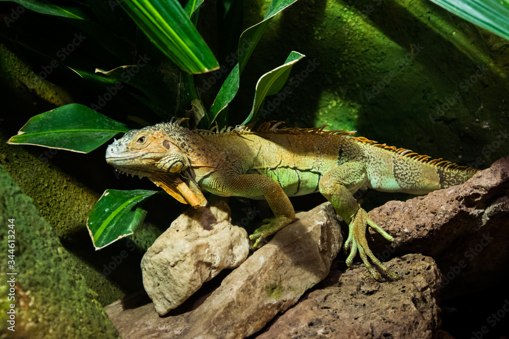 Fototapeta premium The colourful exotic iguana is hiding in the green grass.