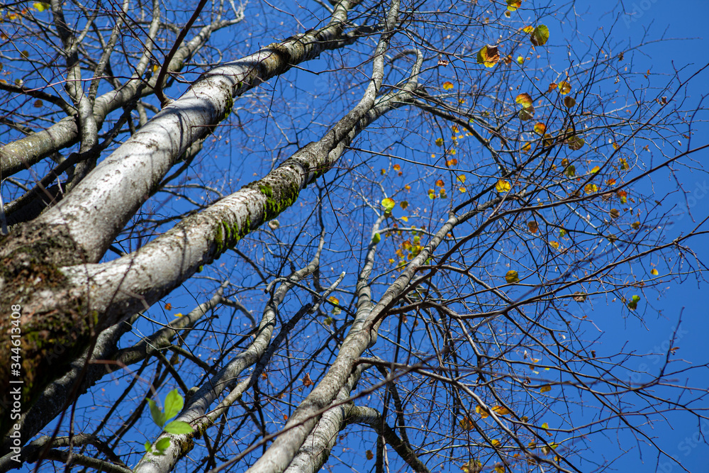 Autumn leaves and trees detail, with blue sky background. Autumn leaves and trees detail, with blue sky background.