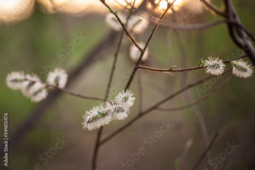 Yellow flowering willow branch in spring forest