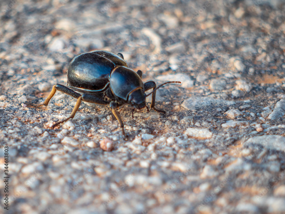 Dung beetle on the road in close up view Dung beetle on the road in close up view