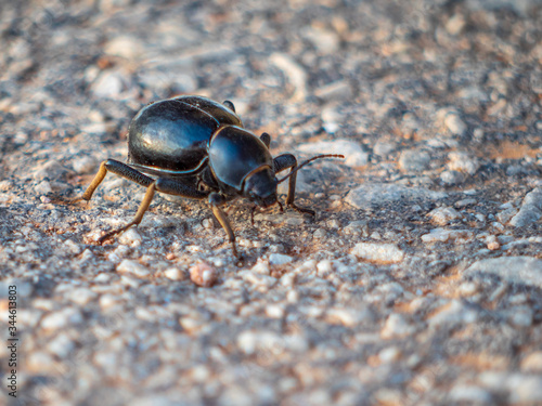 Dung beetle on the road in close up view