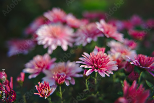 pink flowers in the garden