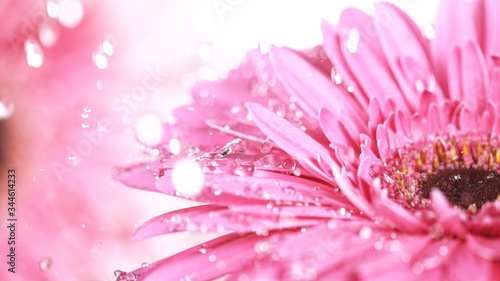 Beautiful pink gerbera bloo...