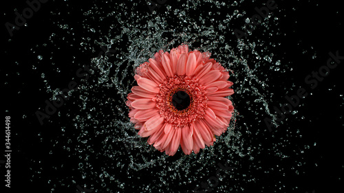 Beautiful gerbera bloom rot...