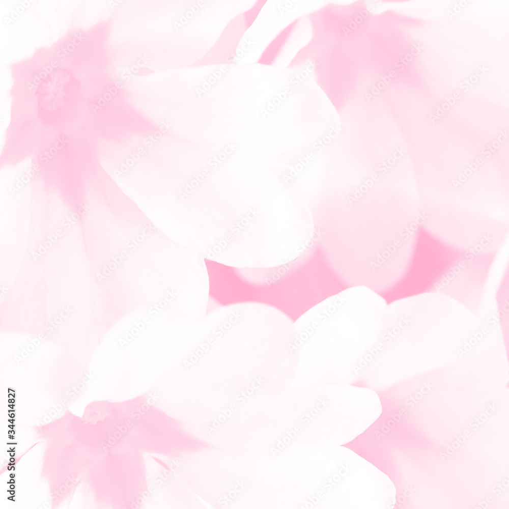 Light pink spring flowers macro background. Soft delicate pastel Primula flower romantic backdrop.