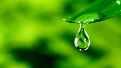 fresh green leaf with water drop, relaxation nature concept