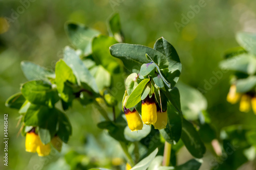 Wallpaper Mural Plant (Cerinthe major) grows in a mountain meadow close-up Torontodigital.ca