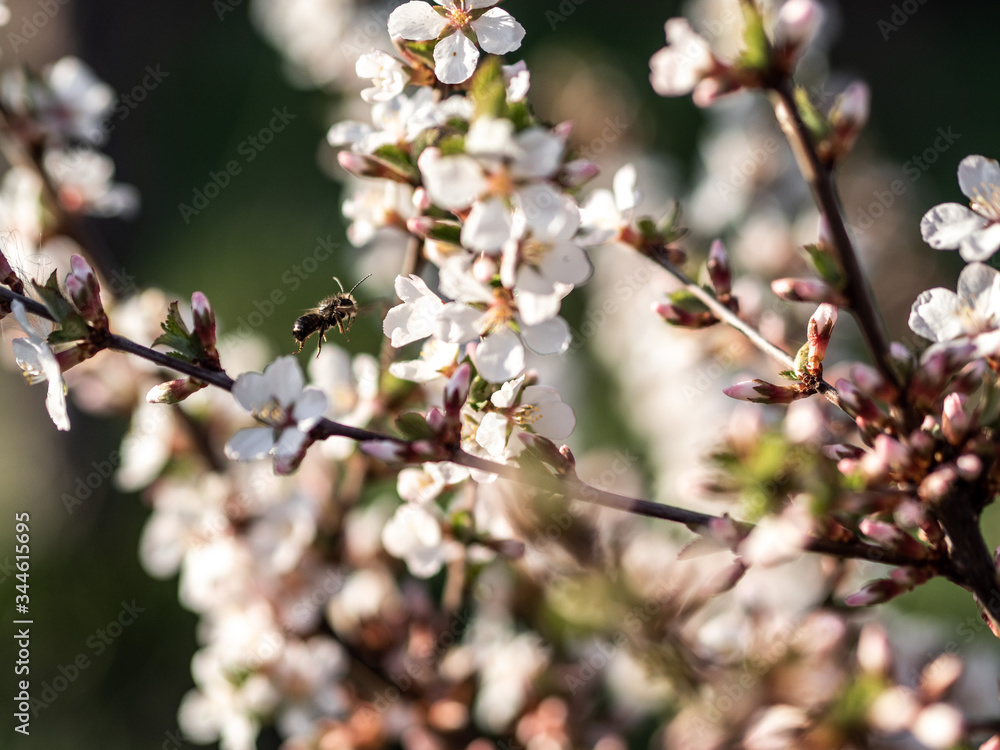 Spring cherry flowers are white on the Bush. The flowers are bee and bumblebee. Pollinate the flowers. There are a lot of colors. Seasonal allergies are possible. Spring cherry flowers are white on the Bush. The flowers are bee and bumblebee. Pollinate the flowers. There are a lot of colors. Seasonal allergies are possible.