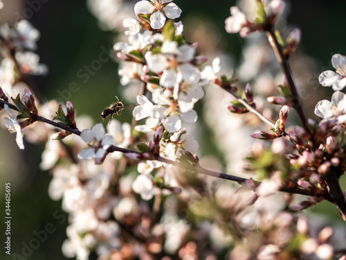 Spring cherry flowers are white on the Bush. The flowers are bee and bumblebee. Pollinate the flowers. There are a lot of colors. Seasonal allergies are possible.