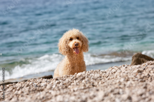 Portrait of a young poodle dog on the sunny beach. A happy dog playing on the beach on a sunny summer day, Bol, Island Brac, Croatia