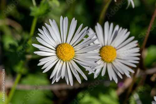 The white daisy grows close-up