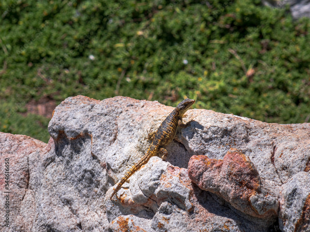 Gecko at rock landscape with close up view Gecko at rock landscape with close up view
