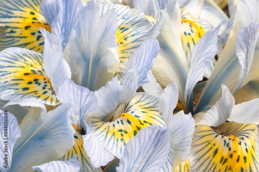 Iris Katharine Hodgkin flower macro image. Blue and yellow spring flower blooming.