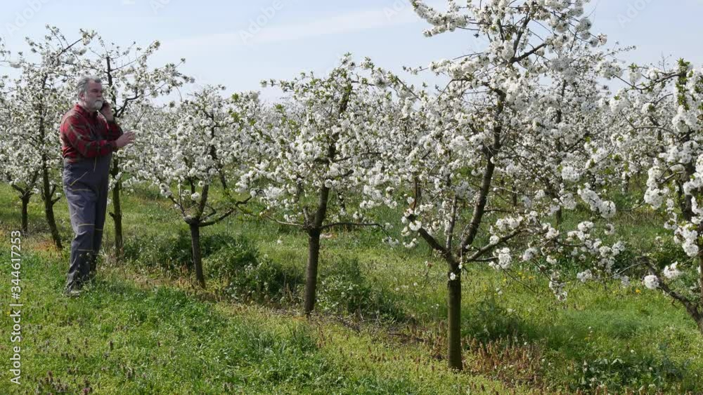 Agronomist or farmer examining blossoming cherry trees in orchard, and speaking by mobile phone Agronomist or farmer examining blossoming cherry trees in orchard, and speaking by mobile phone