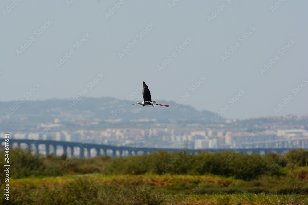 Black-winged stilt (Himantopus himantopus) flying across the Reserva Natural do Estuário do Tejo in Portugal with the bridge Ponte Vasco da Gama connecting Lisbon and Montijo in the background