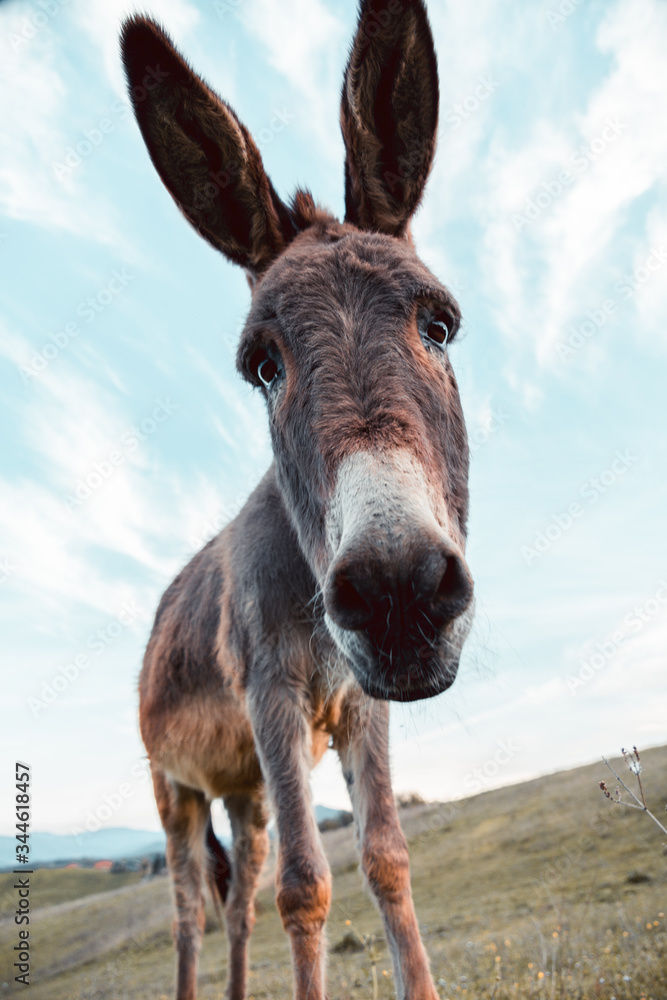 funny, dismorphic perspective fro below of a cute curious donkey, looking perplexed at camera in a meadow. farm life. funny, dismorphic perspective fro below of a cute curious donkey, looking perplexed at camera in a meadow. farm life.