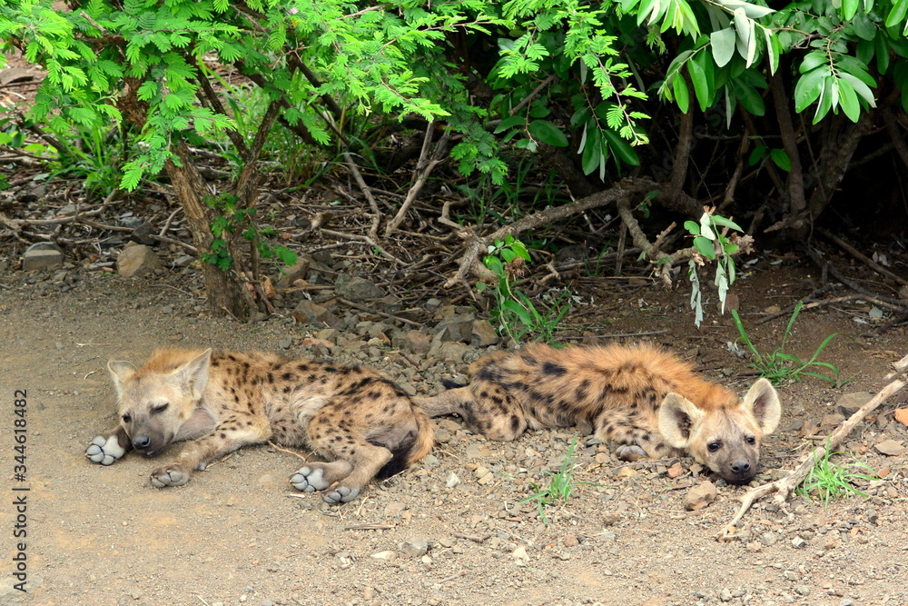Obraz premium Hyena cubs