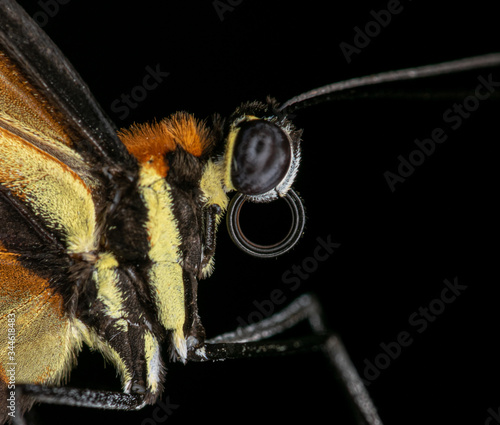 butterfly on a leaf