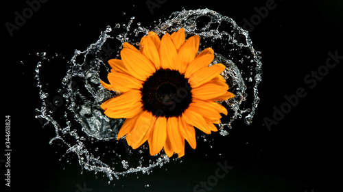 Beautiful sunflower bloom r...