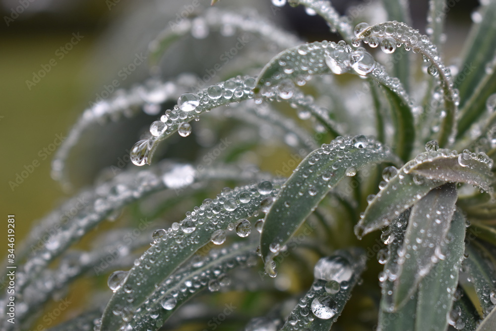 Clear water droplets on spikey green leaves. Clear water droplets on spikey green leaves.