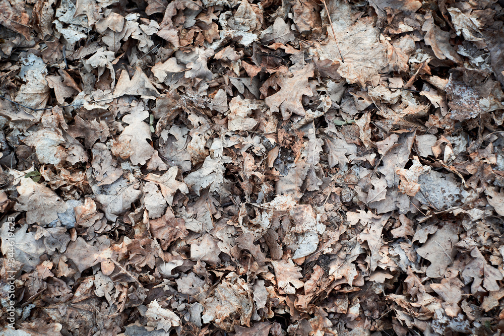 Last year's dry leaves in the forest. Dry old leaves texture.
