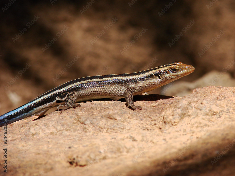 Naklejka premium Rainbow skink close-up