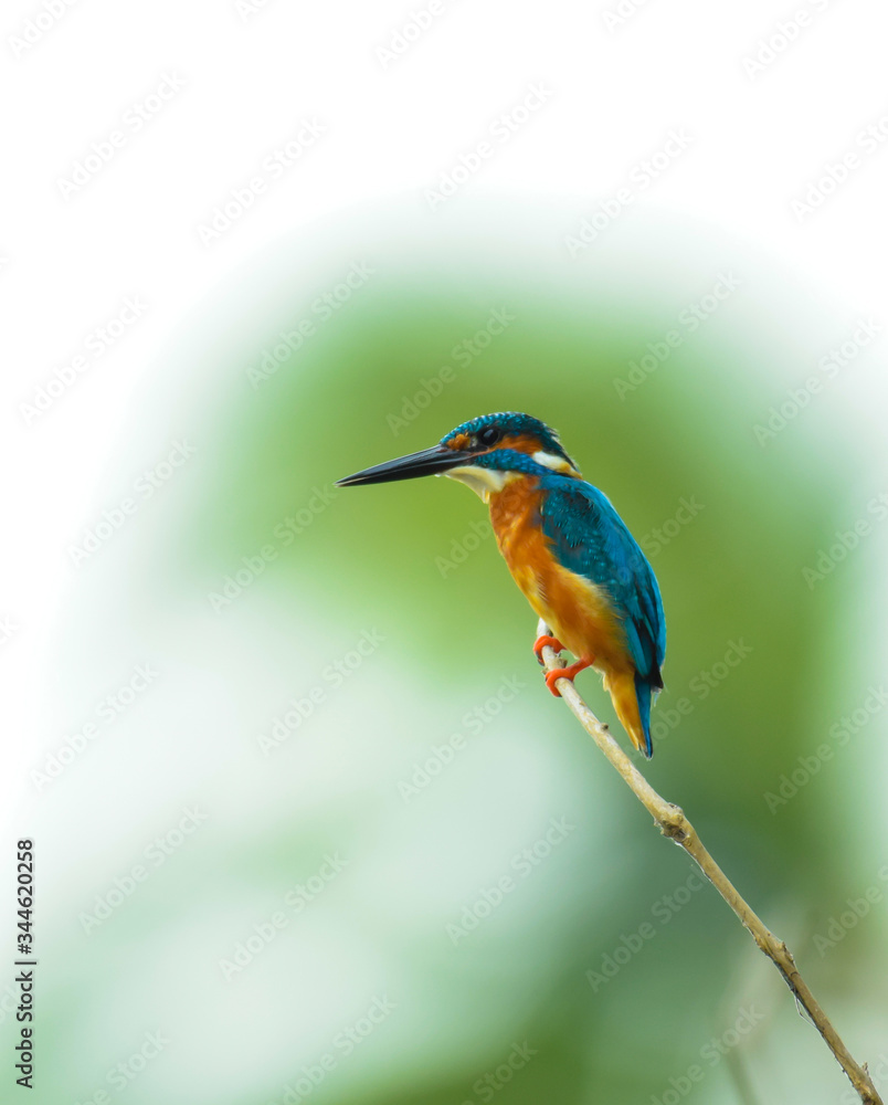 Obraz premium kingfisher on branch