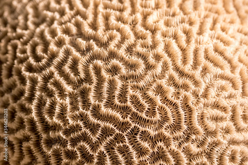 Platygyra. Brain coral specimen. Selective focus nature pattern background image photo