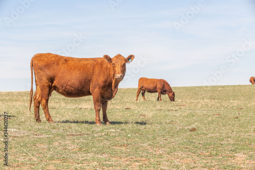 Cow looking at the camera