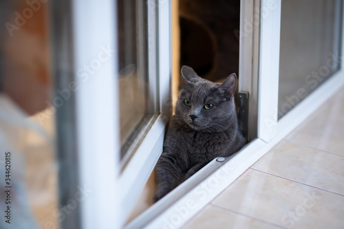 gray fluffy cat lies on the windowsill