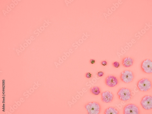 The flowers of almonds trilobate. Spring flowers on a pink background. © Андрей Попов