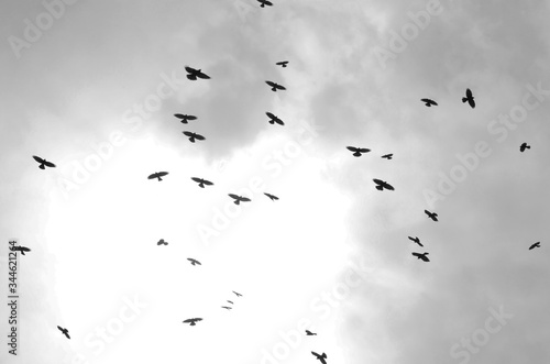 uccelli in volo che volano uccello volare