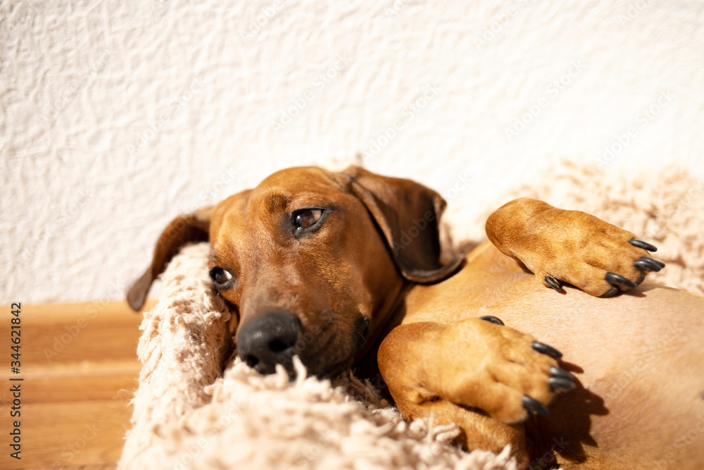 Portrait of a cute red dachshund. Place for text. Side view. Portrait of a cute red dachshund. Place for text. Side view.