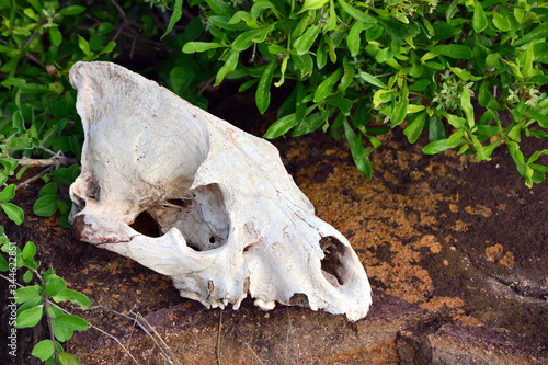 Animal skull on the ground