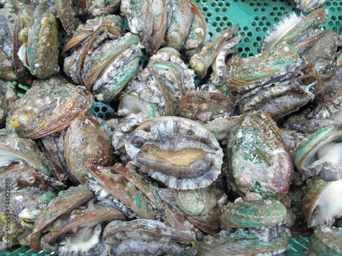 한국 완도에서 잡은 활전복 