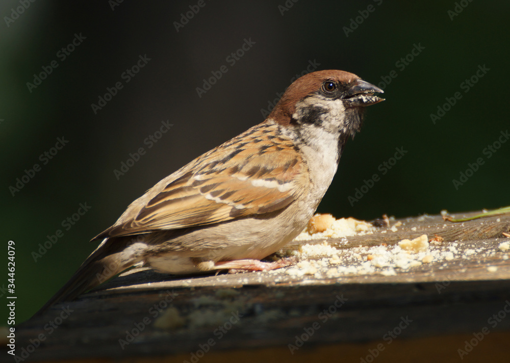 Sparrow with cookie crumbs in a beak close-up against a dark background Sparrow with cookie crumbs in a beak close-up against a dark background