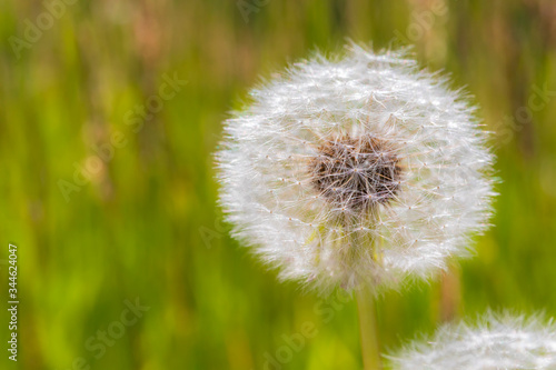 Dandelion flower close up