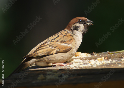 Sparrow with cookie crumbs in a beak close-up against a dark background