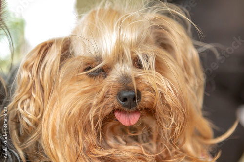 Funny fluffy dog yorkshire terrier york