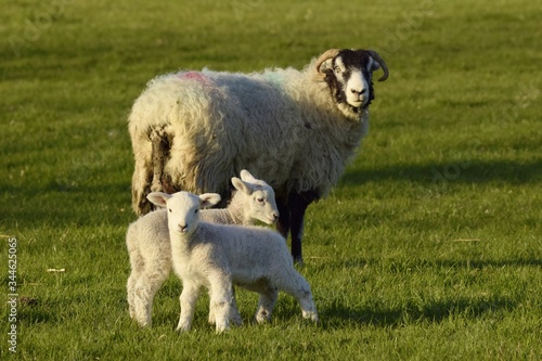 Baby lamb with sheep in the field