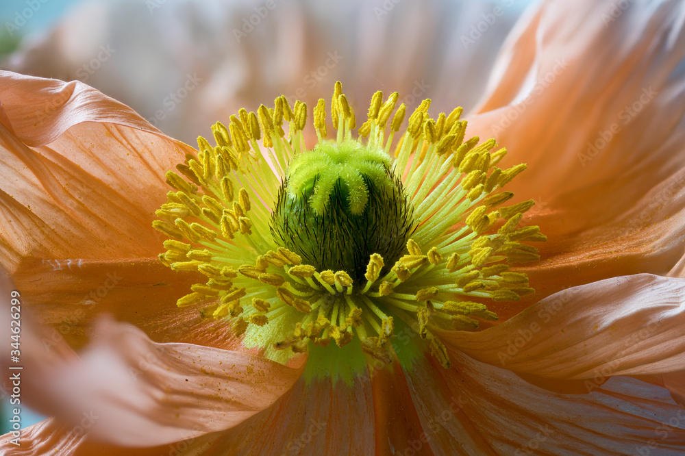 Φωτογραφία Flower of Papaver nudicaule, Iceland poppy