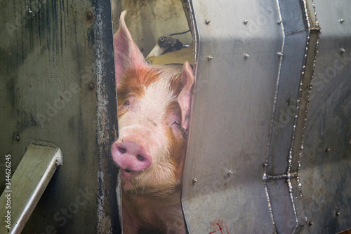 Industrial production of pork meat in a meat factory