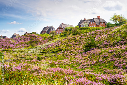 Tableau sur toile Heather in bloom and thatched cottages in the dunes