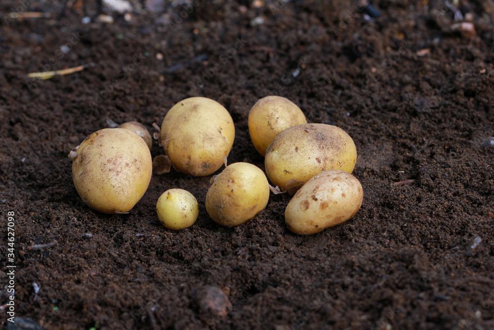 Fresh organic potatoes on the ground, copy space Fresh organic potatoes on the ground, copy space