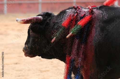 Bull bleeding in a bullfight photo