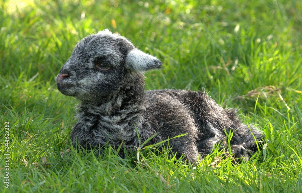 Fototapeta premium Baby lamb on grass